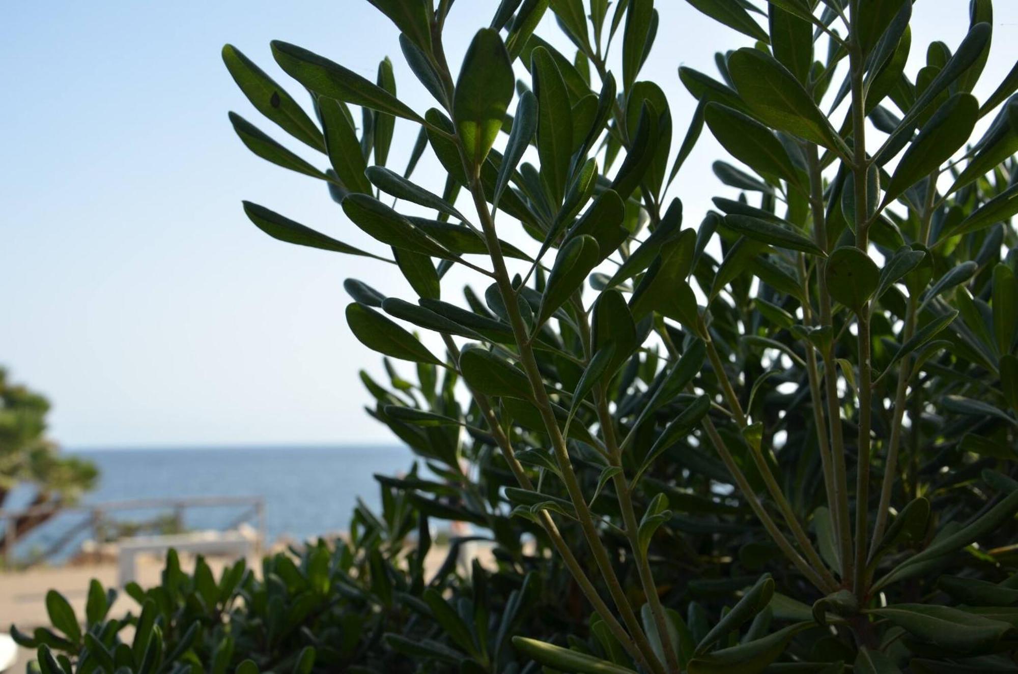 Fantastic Sardinia Villette Con Giardino Fronte Mare Fertilia Faho-Gav01-Gav02 מראה חיצוני תמונה